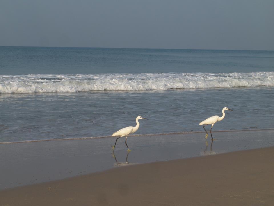 Oceanic Beach Residency Varkala Dış mekan fotoğraf